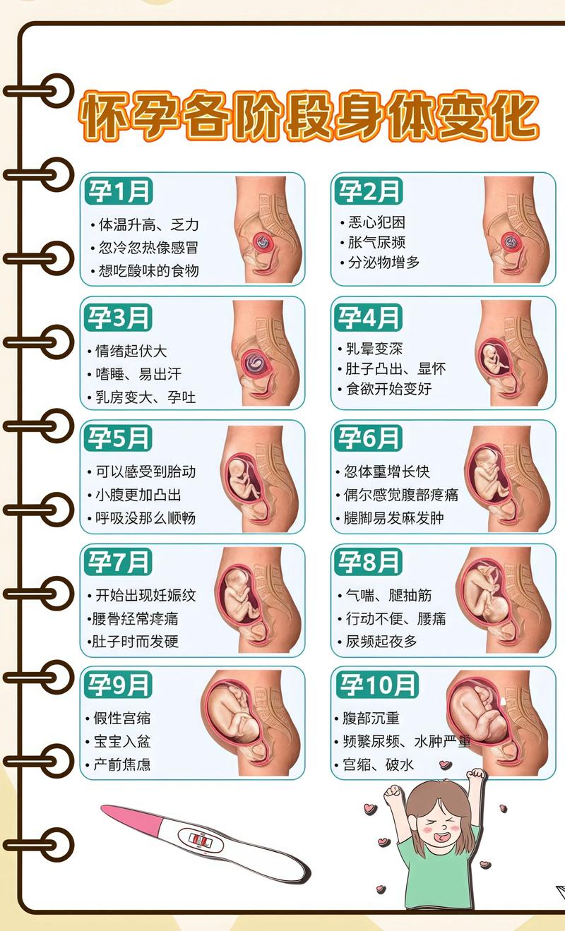 揭秘供卵代孕妈妈怀孕小腹分两节，孕期变化的奥秘昆明代生机构: